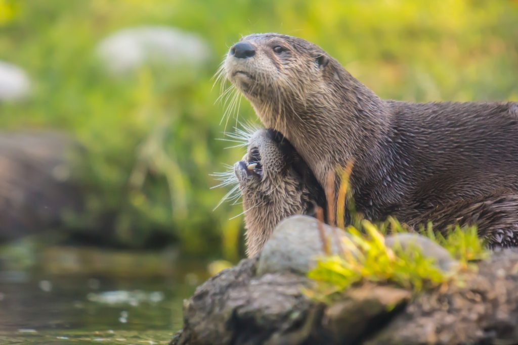 Otters in Chicago? The story behind their Illinois comeback • Earth.com
