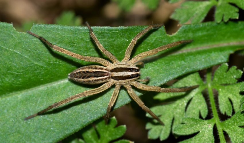 Where Do Wolf Spiders Live In The World
