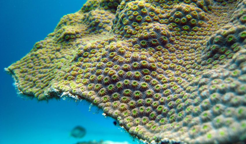 Corals and the algae that enable them to construct reefs have relationships that are much older than what was previously realized.