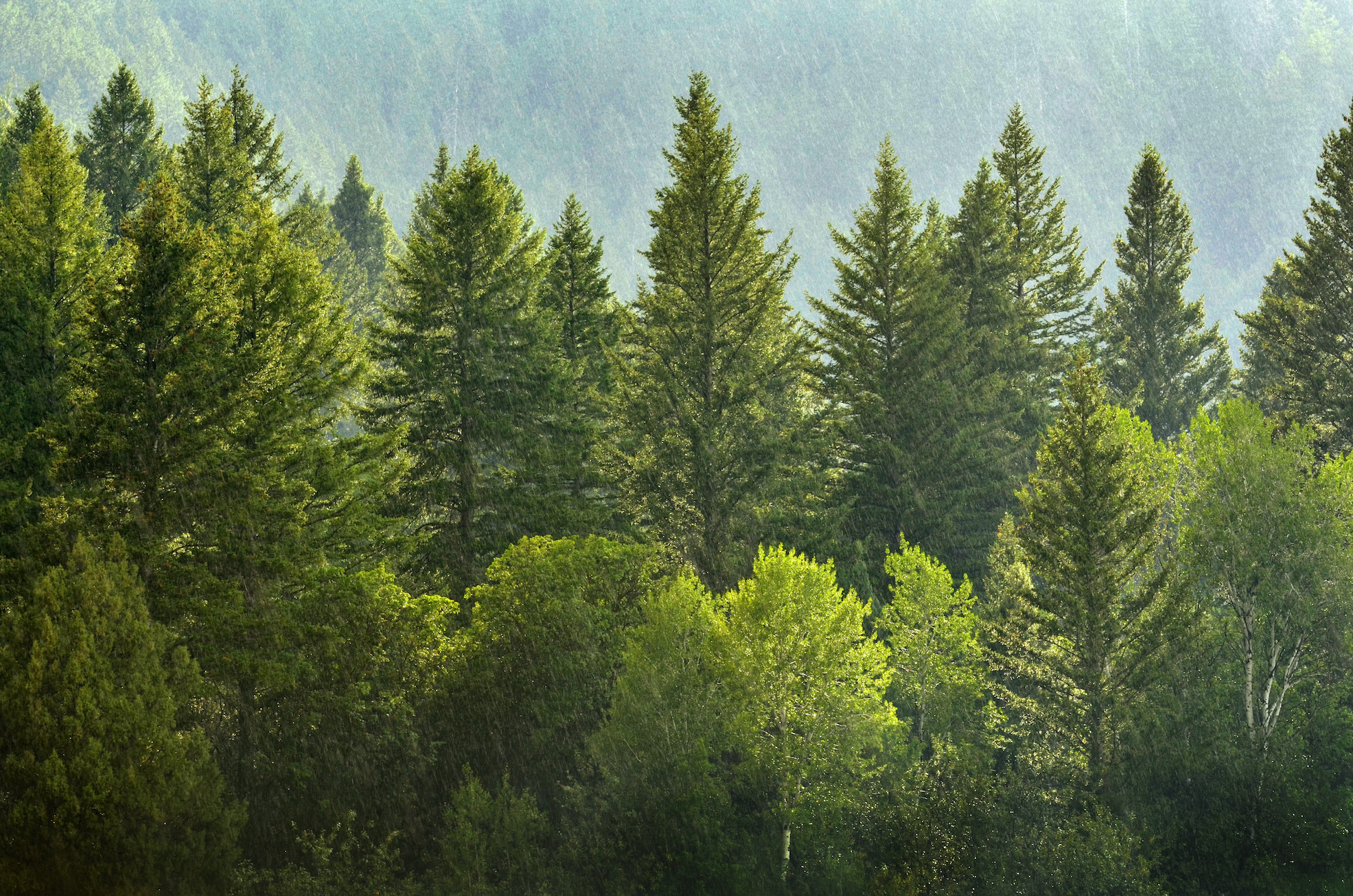 Here's what gives pine trees that fresh scent • Earth.com