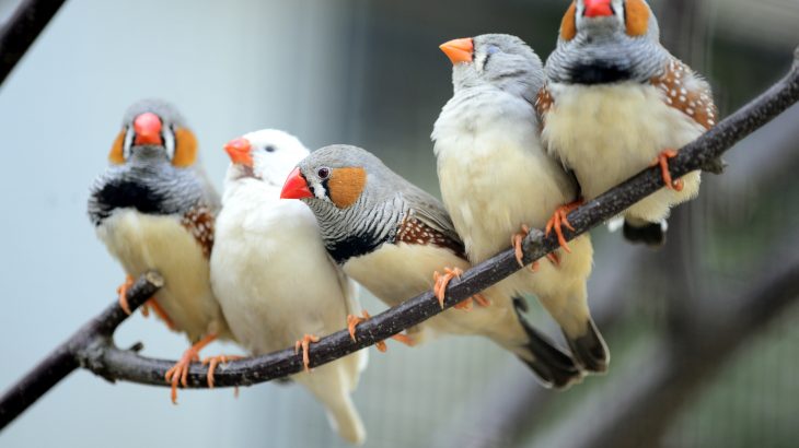 Traffic noise may be linked to an increased rate of telomere loss, which accelerates the aging process, in Zebra finches.