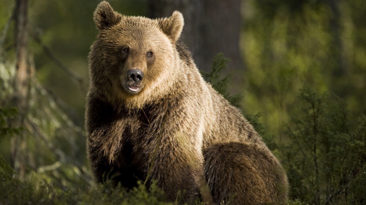 Today’s brown bears have DNA that contains the ancient remnants of a long since extinct massive species of cave bear.