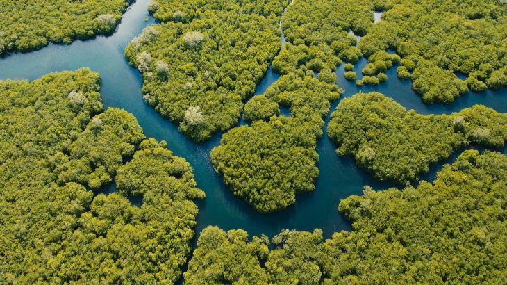 Mangroves may be able to adapt to rising sea levels brought on by climate change and provide a natural defense against storm surges.