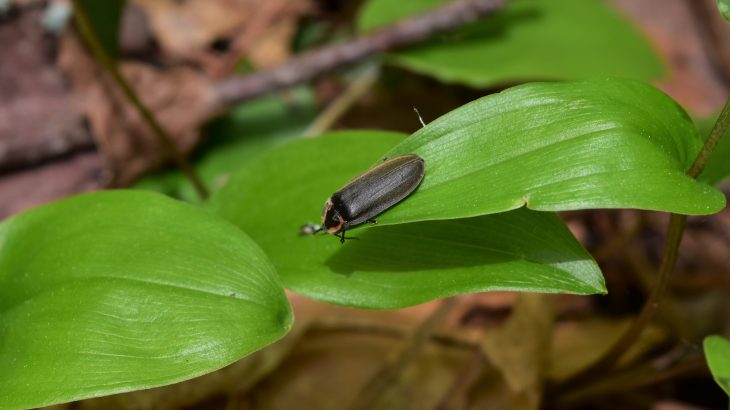 While the glowing displays of fireflies have made them beloved, hiding your light under a basket—or losing it entirely—may have its benefits.