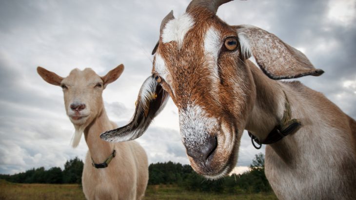According to a new study led by scientists at Queen Mary University, goats have a preference for happy people.