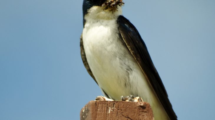 Insect-eating birds may be having a harder time accessing their preferred prey due to agricultural intensification.