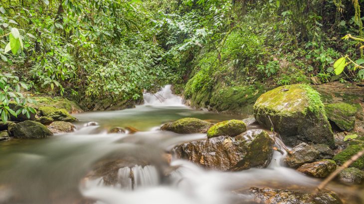 A new study suggests that the diets of people who live in rainforests promote a healthier gut with more diverse microbes in children.