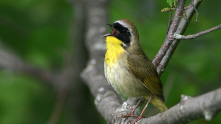 Experts at the University of Alberta have tested a new statistical method to better estimate the size of bird populations.
