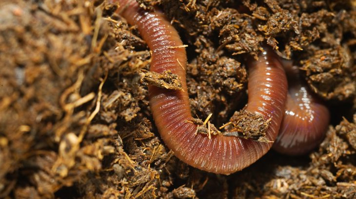 Prior to the arrival of Europeans, earthworms were absent from the fauna of the northern part of North America.