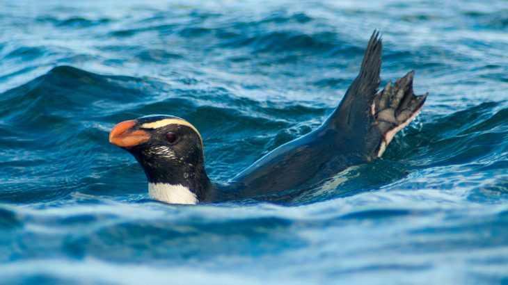 As if raising kids isn’t already enough work as it is, adult New Zealand penguins have quite a journey in store after breeding.