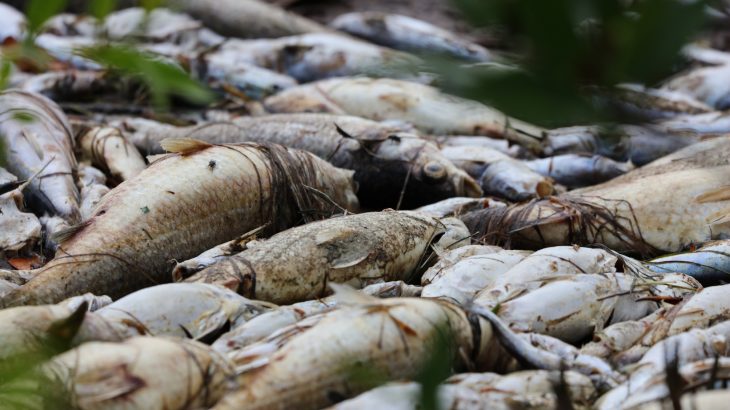 A red tide algae bloom along the coast of southwest Florida is having a devastating impact on marine life and is also killing tourism.