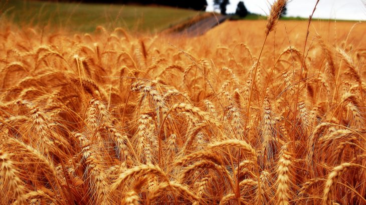 A new study found that crop losses for food grains will increase as the climate warms, due to rising temperatures and more insects.