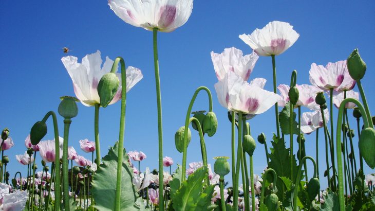 Researchers have mapped the genome of the poppy plant which could help make effective pain treatment production easier and widely accessible.