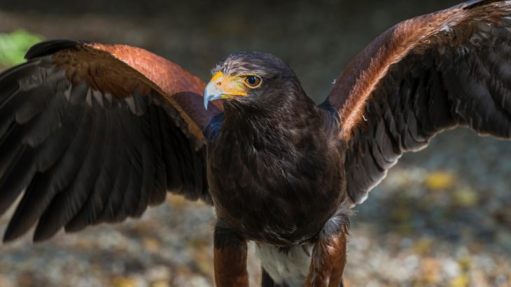 A new study from Lund University is reporting that Harris's hawks have the best color vision of any animal that has ever been tested.