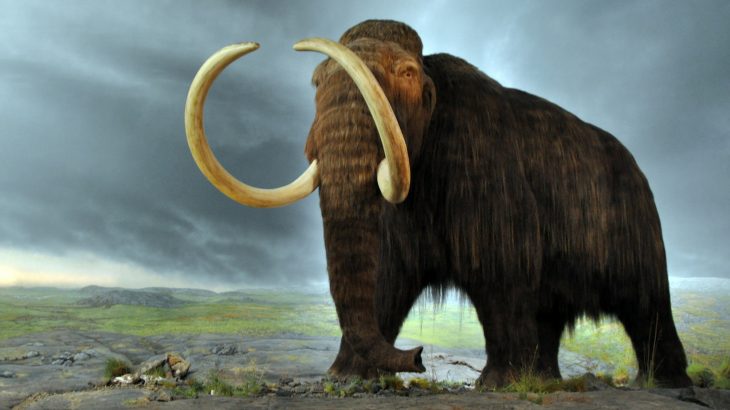 The woolly mammoth has long captured our attention and there has been talk of bringing the species back from extinction before.