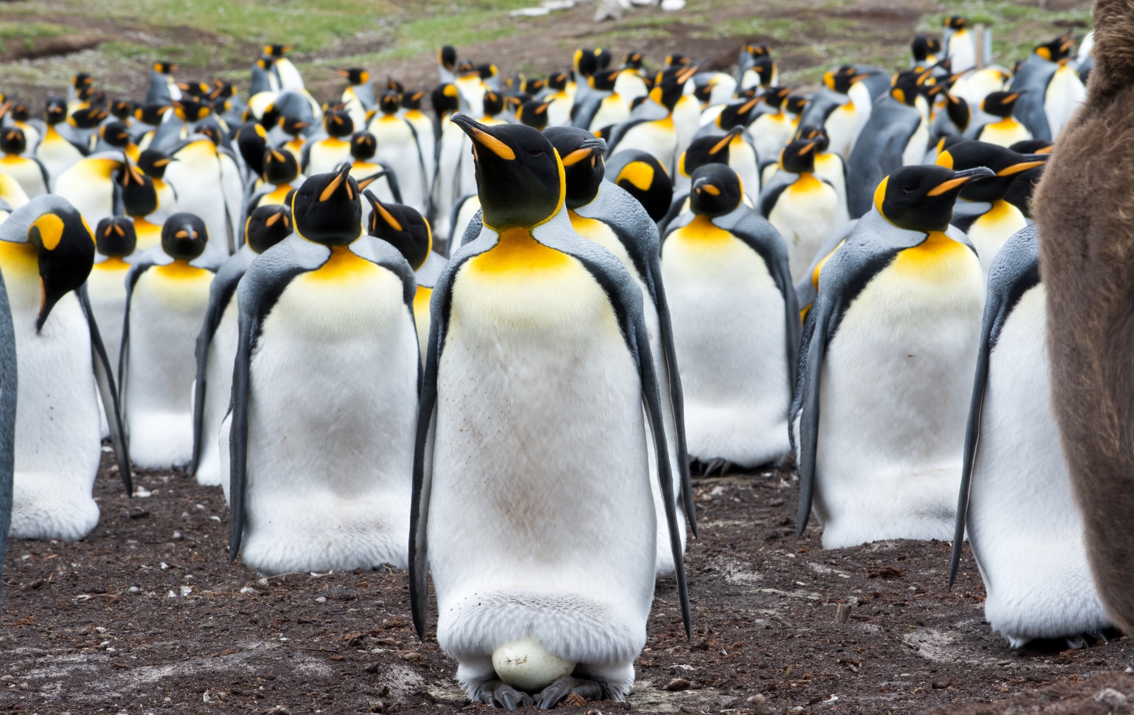 Earth’s largest king penguin colony has declined by 90 percent - Earth.com