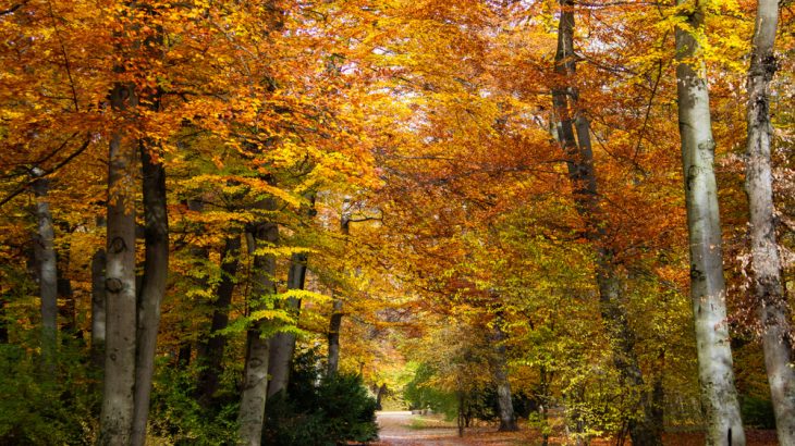 An interactive fall foliage map seeks to help visitors plan their leaf-viewing trips.