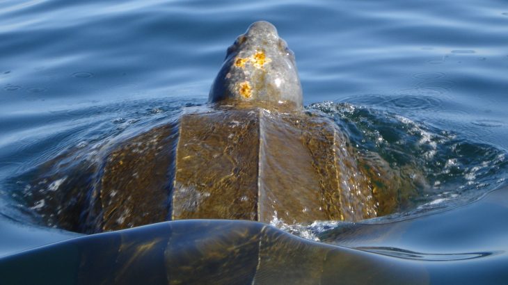 A new study from the University of California Santa Cruz has tracked 14 species of migratory marine predators.