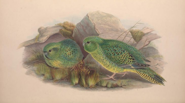 The unassuming Australian night parrot has been the focus of a small but driven cadre of birders and ornithologists for decades.