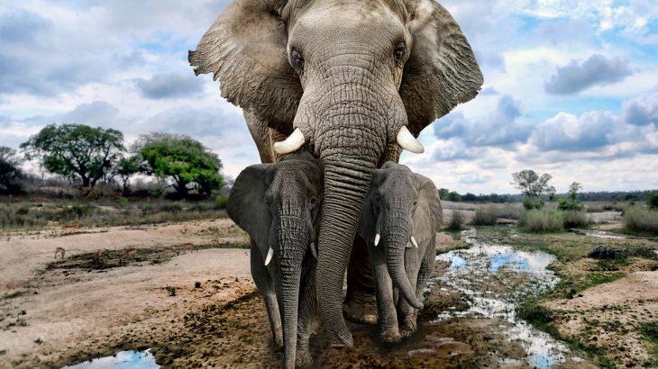Artificial intelligence (AI) is now being applied to data from acoustic sensors to help protect elephants in the African forest.