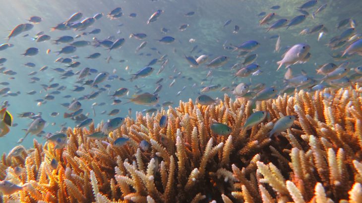 A new study found that reefs previously thought immune to the most adverse effects of climate change are just as susceptible to bleaching.