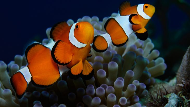 A recent study is providing new insight into the various stripe patterns found on clownfish and how these patterns change over time.