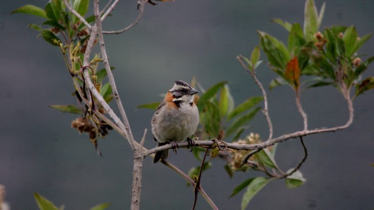 A new study has revealed that birds at more northern latitudes mature faster, start reproducing younger, and live shorter lives.