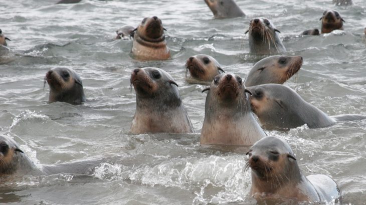 Since 2007, seal pup populations have been declining by around 4.2 percent every year, the first ever declines since the 1970s.