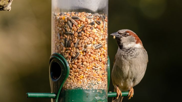 Researchers from the University of Exeter and the British Trust for Ornithology found that bigger, more dominant birds get first dibs.