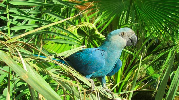 The results of a new analysis show that eight bird species should now be added to the list of confirmed or “highly likely” extinctions.