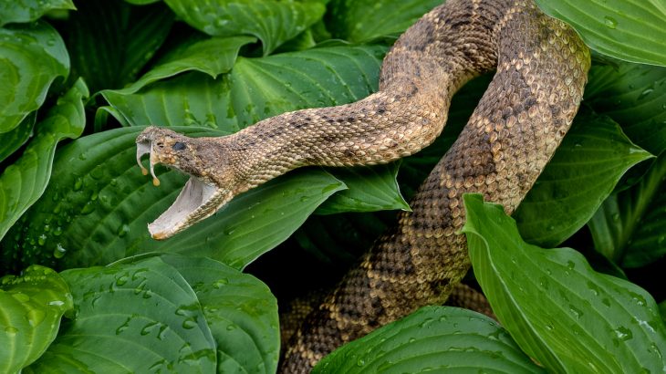 Experts were surprised to find that the number of snakebites actually decreases after a drought, but increases after periods of rainy weather.