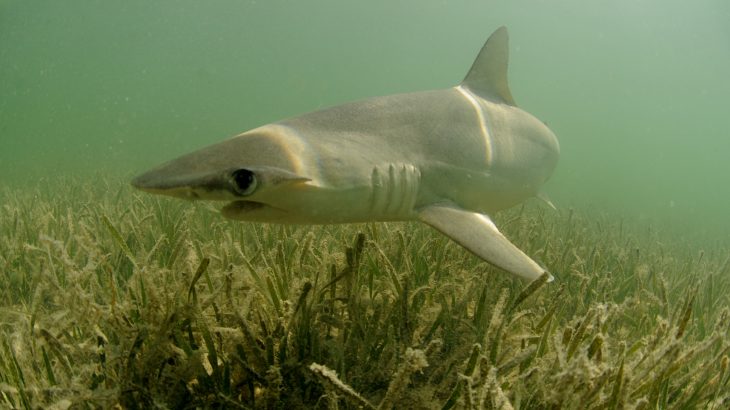 It has been assumed that sharks are strictly meat-eaters, but a new study has identified a shark species that can live on a plant-based diet.