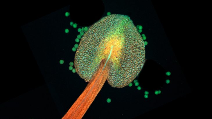 A new study may soon pave the way for using gene editing technology to modify plants to be more resilient in warmer, drier, environments.