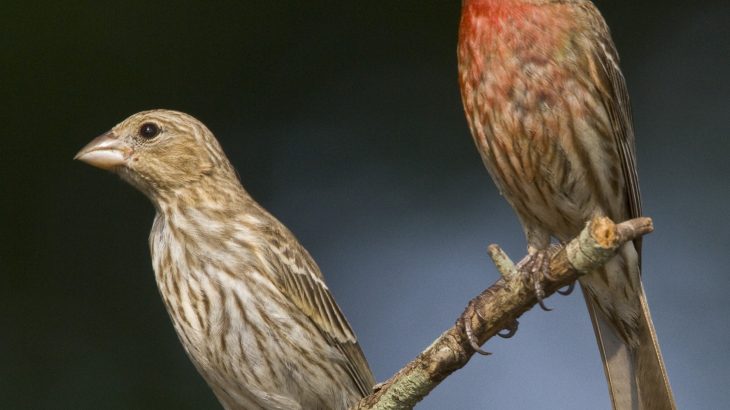 Some species adapt and change in response to conflict with another species, in a process known as “host-pathogen coevolution.”