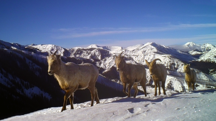 Hooved mammals must learn where and when to migrate and enact these seasonal migrations through passing cultural knowledge across generations.