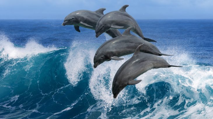 Scientists have found that the chemical compounds used in a variety of household products have been discovered in the bodies of dolphins.