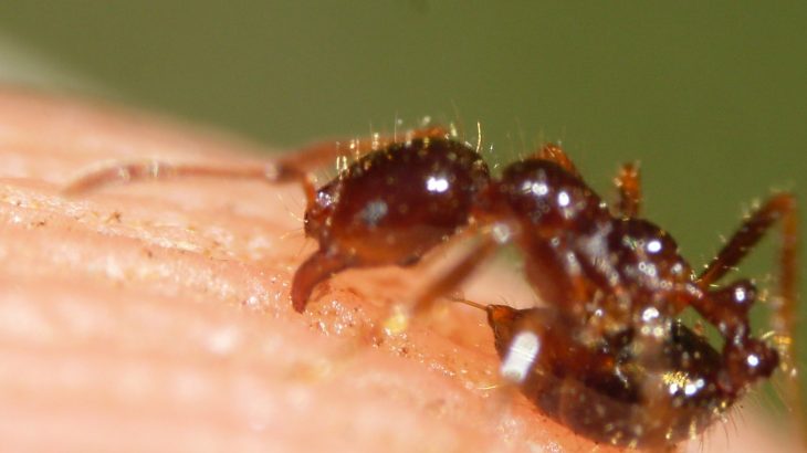 The allergic response to fire ant stings is caused by the 46 proteins known from the venom, four of which are well-described.