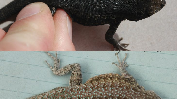 A unique species of lizard in the Mojave Desert is able to change its color based on its environment, according to a new study.