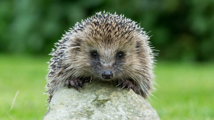 According to a new study, hedgehogs seem to be quickly disappearing from rural areas in England where the species was once abundant.