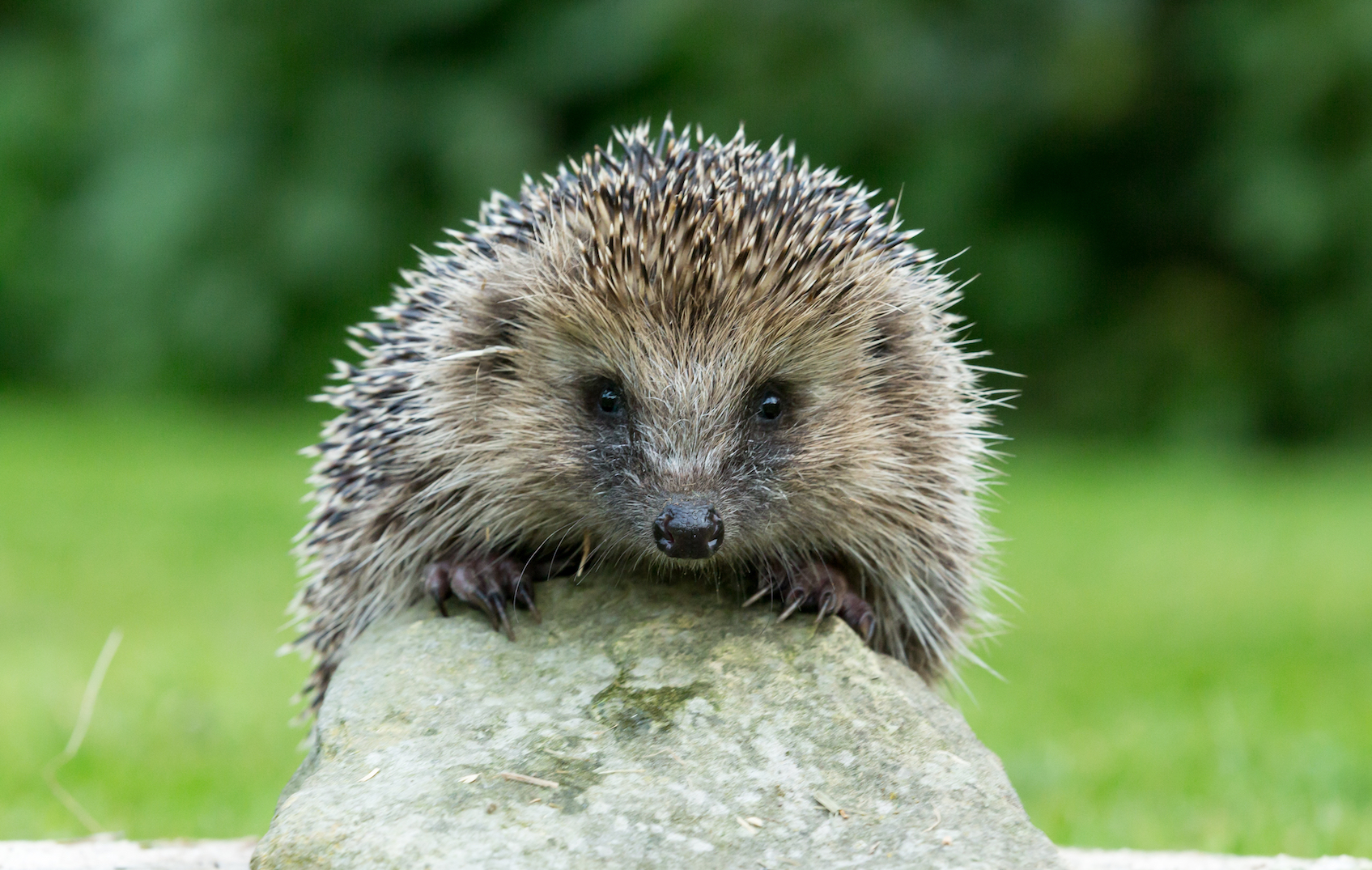 Major declines in hedgehog populations in the UK countryside - Earth.com