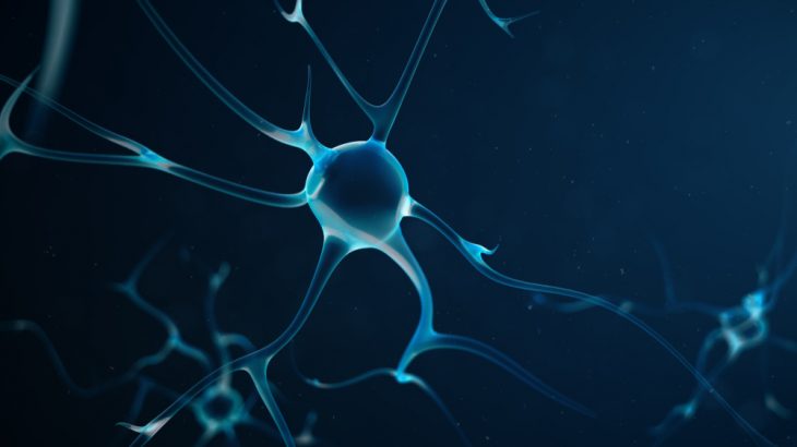 Studying OLM cells, neurons in the hippocampus that act sort of like bravery cells, could lead to new treatments for anxiety disorders.