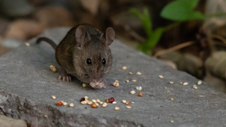 The key for longer lives in male mice seems to be daily fasting between meals, a new study suggests.