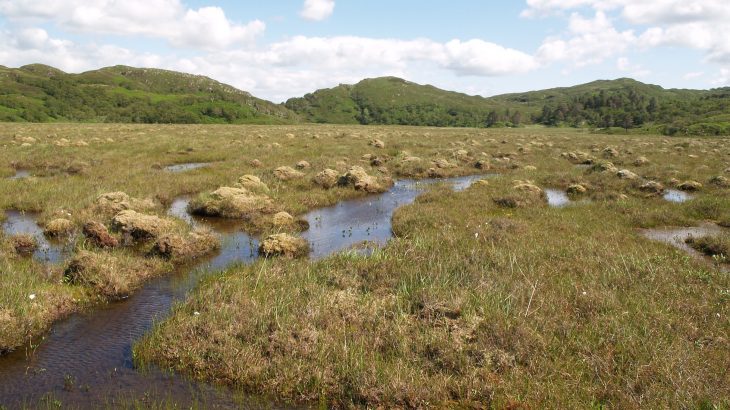 A new study by an international team of 70 scientists has revealed that global warming will cause peatlands to absorb more carbon.