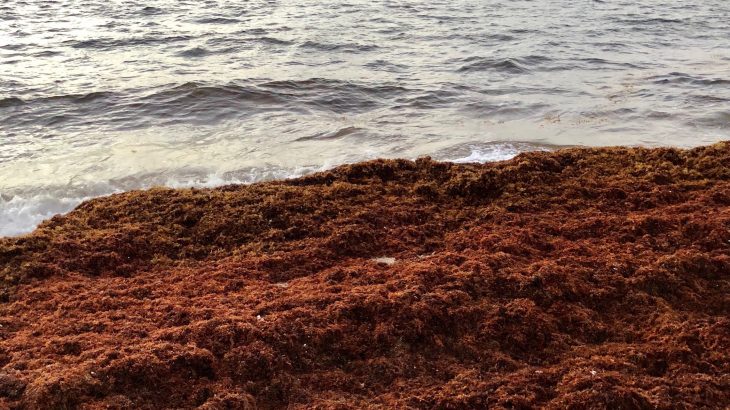 South Florida beaches have been almost unrecognizable with the amount of seaweed that has washed up on it’s shores this past summer.