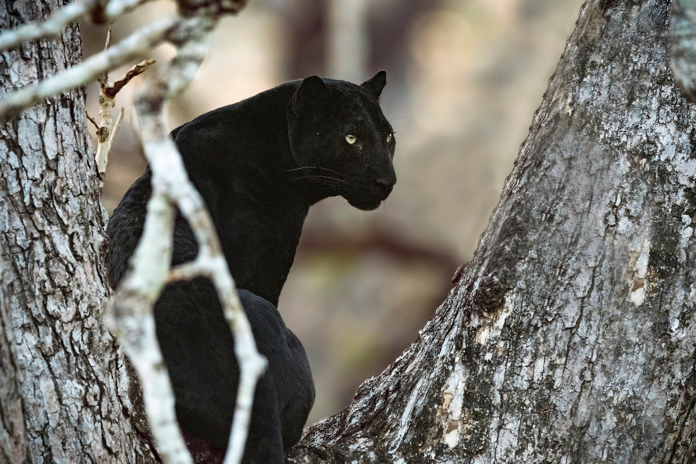Melanistic Animals Melanistic Animals