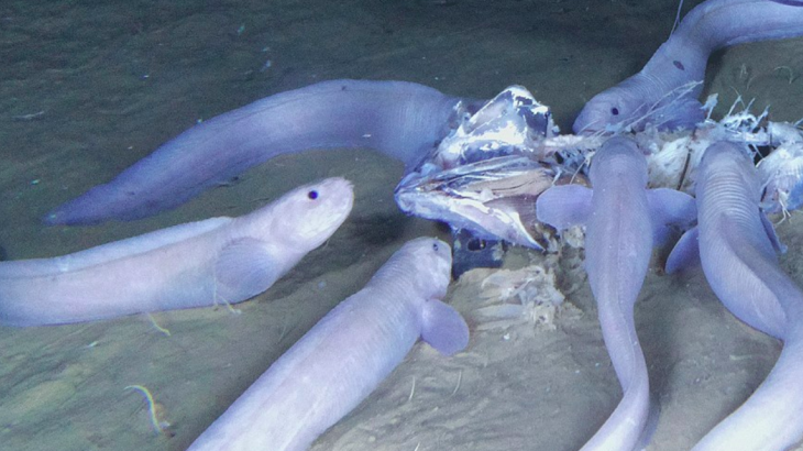 In the pitch black Pacific waters, a team of experts captured rare footage of what is thought to be three new species of snailfish.