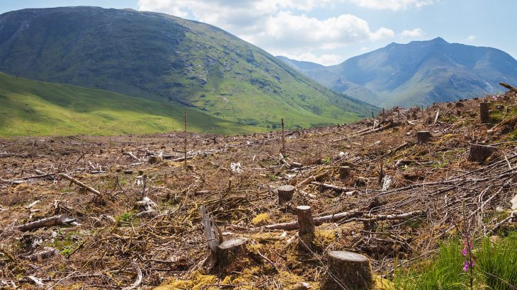 Europe using wood as biofuel will increase deforestation, warming • Earth.com