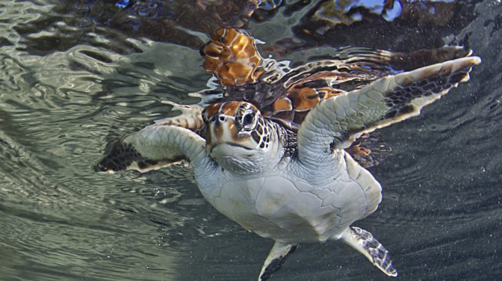 The biggest hurdle in protecting biodiversity is the demand for resource exploitation is greater than the push for conservation.