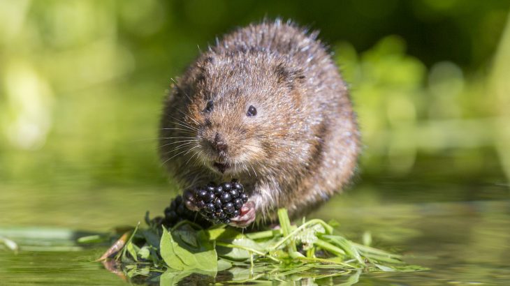 According to the National Trust, around 150 European water voles are being released in Somerset, where they were last spotted in the 1980s.