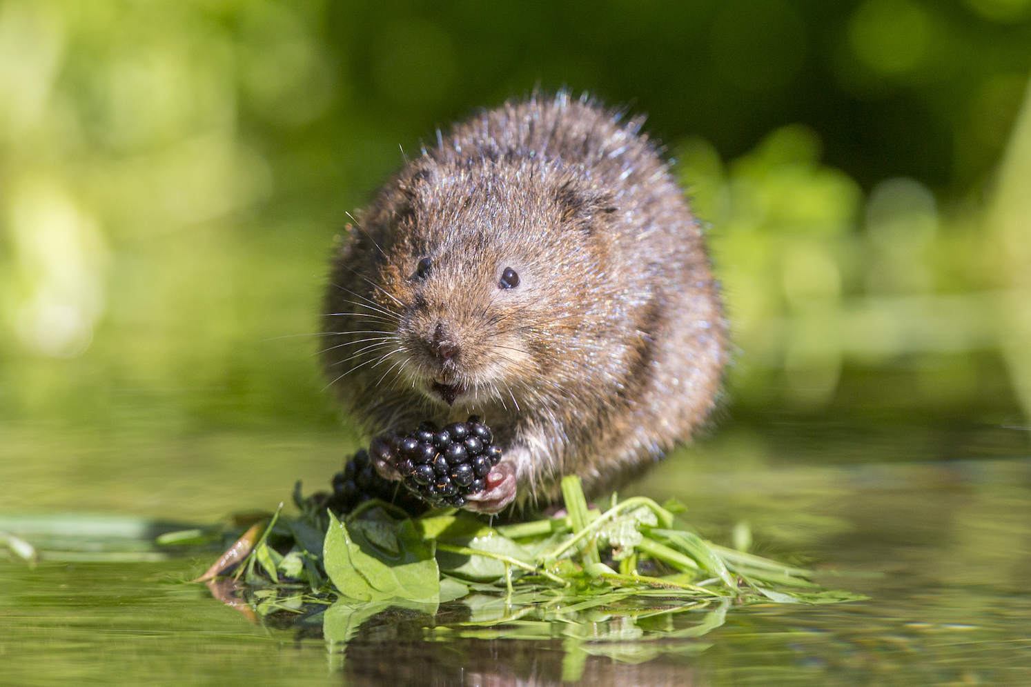 Endangered water voles are making a comeback in the UK
